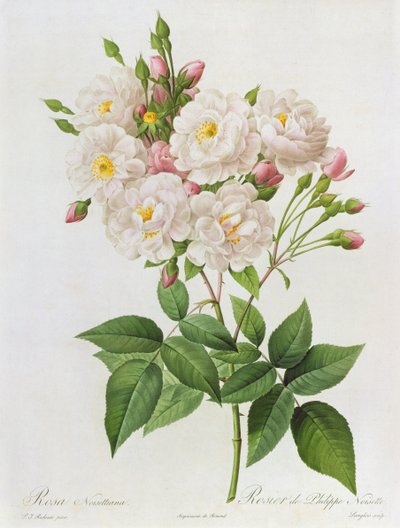 Rosa Noisettiana, de 